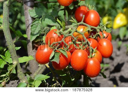 Cherry tomatoes ins the garden. Cherry tomatoes are one of the easiest veggies to grow.