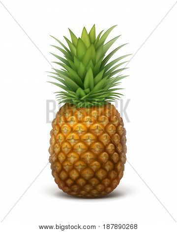 Vector single whole ripe pineapple fruit isolated on white background