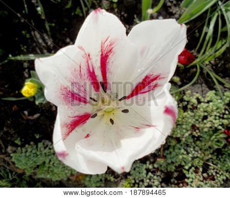 The photo shows blooming red flower peony with green leaves living nature plants unusual aroma bouquet.Peony drawing consisting of colorful flowers pistils stamens grass.Botanicals floral peonies.