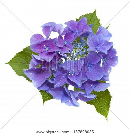 Blue Hydrangea Isolated