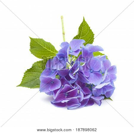 Blue Hydrangea Isolated