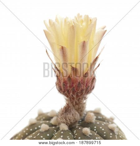 Opening Bud Of Astrophytum Asterias