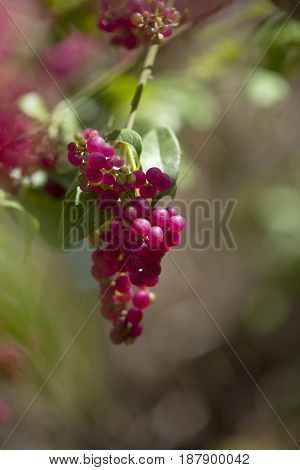 Flora Of Gran Canaria - Bosea Yervamora
