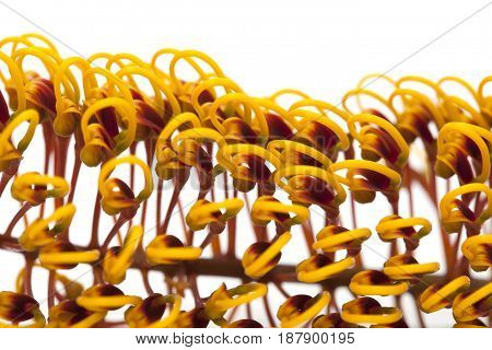 Flowers Of Grevillea Robusta