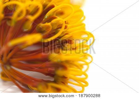Flowers Of Grevillea Robusta