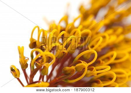 Flowers Of Grevillea Robusta