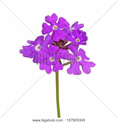 Multiple purple flowers of a verbena cultivar isolated against a white background