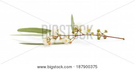 Flowering Eucalyptus Camaldulensis