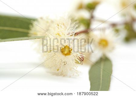 Flowering Eucalyptus Camaldulensis
