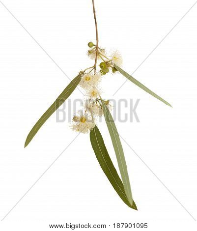 Flowering Eucalyptus Camaldulensis