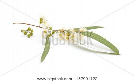 Flowering Eucalyptus Camaldulensis