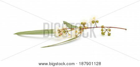 Flowering Eucalyptus Camaldulensis
