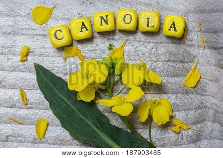 Canola concept on gray wood detail close up