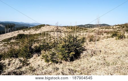 environmental disaster in Jarvoniky mountains in Slovakia - deforested hill due to timberh harvesting