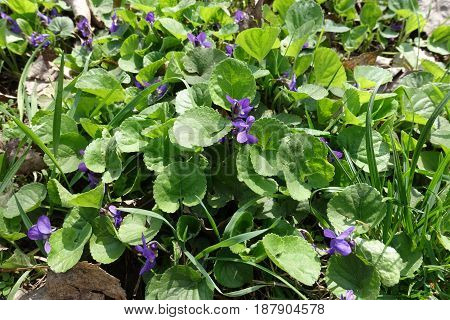 Close Up Of Flowering Plant Of Viola