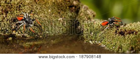 Closeup two Jumping spiders known as Philaeus chrysops runs over water on moss green. Concept of struggle and rivalry wildlife. Selective focus