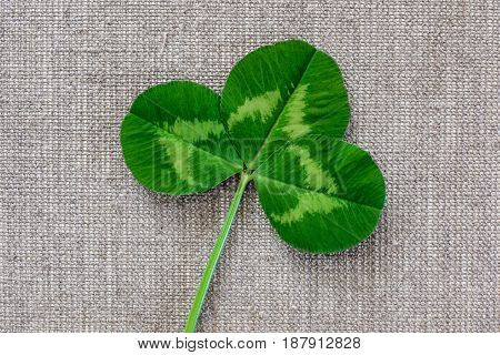 Green Leaves Of Clover On The Background Of Linen Cloth.