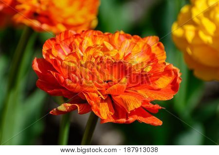 Multilobed, Terry Orange And Yellow Tulip In A Spring Garden.