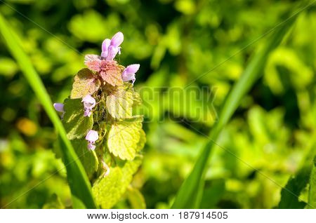 Lamium Purpureum wild weed growing on meadow