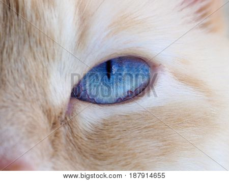 Cat face close up blue eyes of white cat closeup