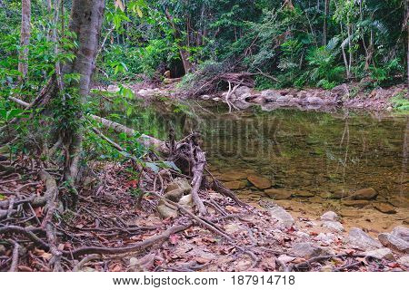 Thai dark tropical forest and rapid mountain river in Mu Koh Chang National Park, Chang island, Thailand. Path to the Khlong Phlu waterfall, tropical red soil with curly roots and dry leaves.