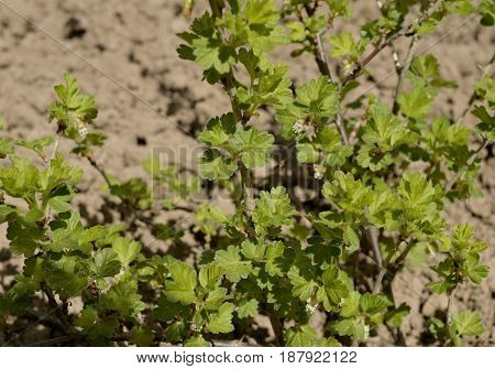 natural hedge grow forest field flora vegetable wall flowers flower fresh tree agriculture texture bush foliage green gooseberry leaf nature plant leaves garden food ivy spring