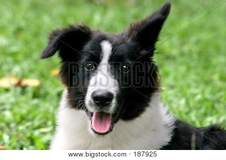 Bordercollie