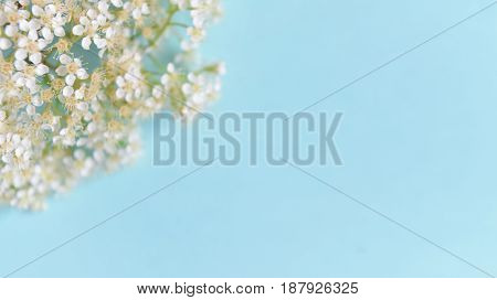 Spring White flowers on a blue background. Soft focus