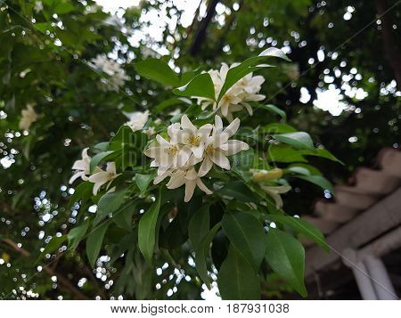 Orange Jessamine flower bouquet alive on the tree with bokeh in the background