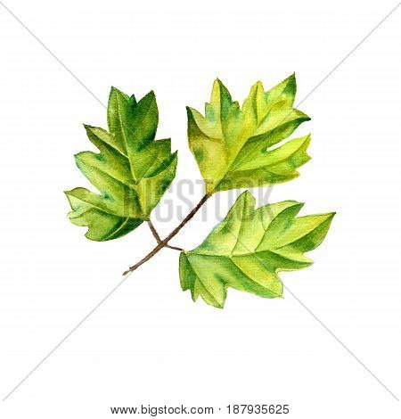 A leaf of a tropical plant. Ivy Cissus - ampelnoe plant, liana. Watercolor illustration. Isolated flower.
