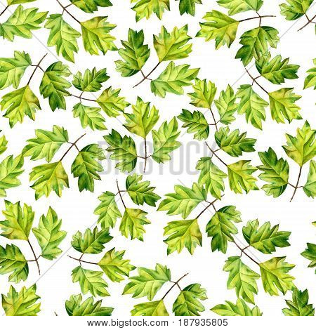 A leaf of a tropical plant. Ivy Cissus - ampelnoe plant, liana. Watercolor illustration. Texture for scrapbooking, wrapping paper, textiles, web page, wallpapers, surface design, fashion