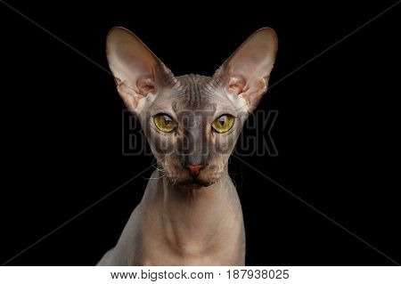 Portrait of Peterbald naked Cat Looking in camera with magic Yellow eyes on isolated black background, Front view