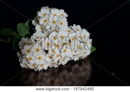 Small white flowers isolated on black background
