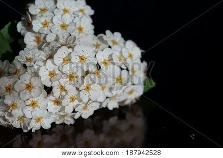 Small white flowers isolated on black background