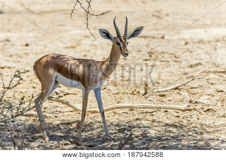 Dorcas gazelle (Gazella dorcas) inhabits desert areas of Africa and Middle East