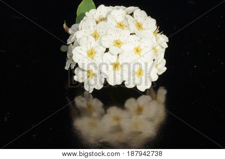 Small white flowers isolated on black background