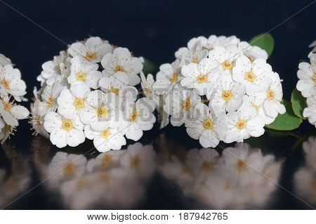 Small white flowers isolated on black background
