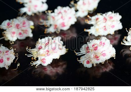 Small white flowers isolated on black background