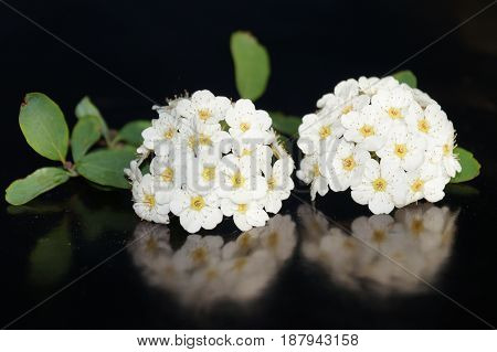 Small white flowers isolated on black background
