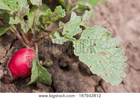 Radish growing in the garden with spoiled leaves.