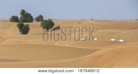 arabian oryx in a desert landscape near Dubai