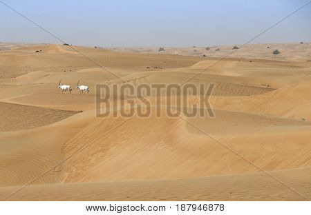arabian oryx in a desert landscape near Dubai
