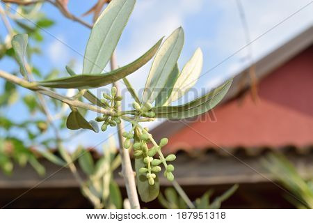 Leaves And Olive Shoots With Bunch Of Buds