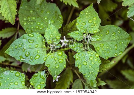 Black nightshade (Solanum nigrum). Natural background with water drops on green leaves.
