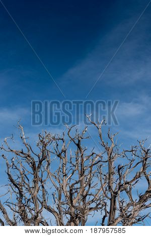 Gnarly Branches Of Dried Tree On Blue Sky