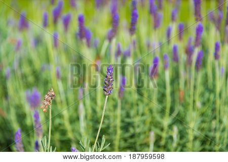 Beautiful Lavender flower on meadow nature background