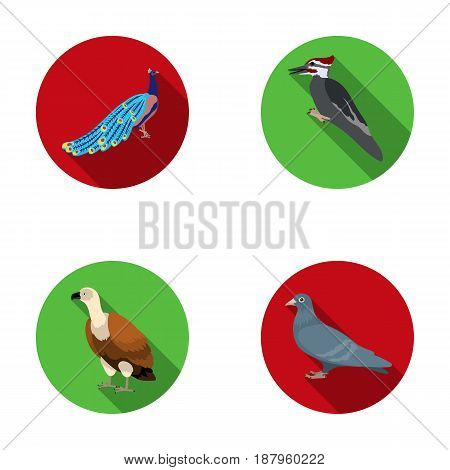 Peacock, woodpecker and various species. Birds set collection icons in flat style vector symbol stock illustration .