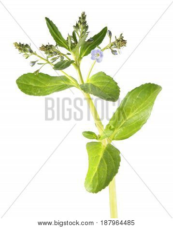 Brooklime or European speedwell (Veronica beccabunga) isolated on white background. Medicinal plant
