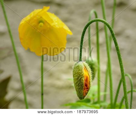 Close-up of a yellow Welsh poppy Meconopsis cambrica in the nature with blurred background