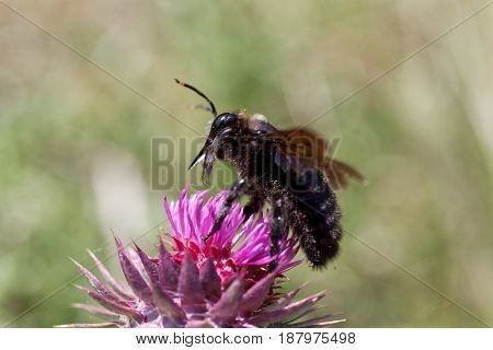 A violet carpenter bee (Xylocopa violacea) on a thistle flower.